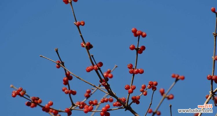 用红豆聊聊爱情 红豆的象征意义及文化内涵