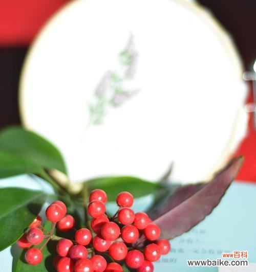 用红豆聊聊爱情 红豆的象征意义及文化内涵