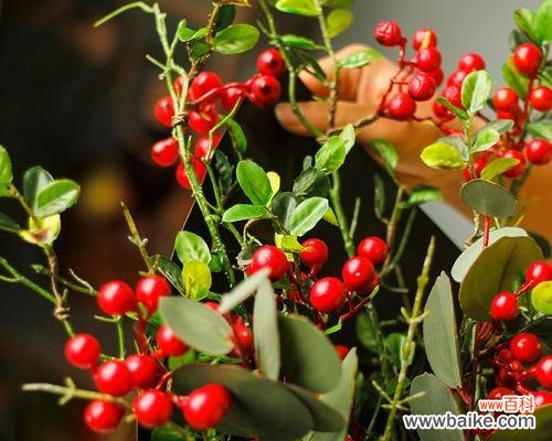 用红豆聊聊爱情 红豆的象征意义及文化内涵