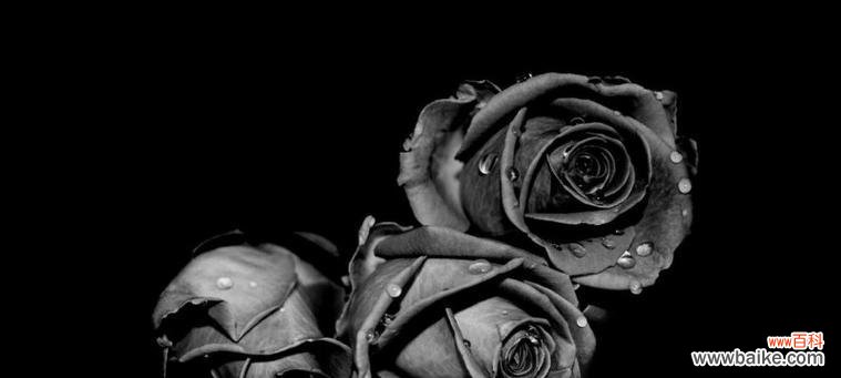 探索黑色玫瑰传递的情感与象征 黑色玫瑰的花语及其意义