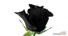 探索黑色玫瑰传递的情感与象征 黑色玫瑰的花语及其意义