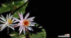 揭开黑色莲花背后的象征意义 黑色莲花