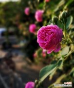 探索黑蔷薇的浪漫与神秘 黑蔷薇花语及其代表意义