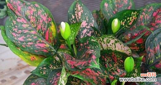 探寻黑美人花开的花语与寓意 黑美人绽放的花园