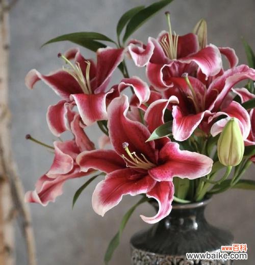 探寻黑美人花开的花语与寓意 黑美人绽放的花园