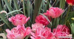 探寻芙蓉树花的神秘之美 芙蓉树花语