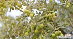 探寻橄榄花的神秘力量 橄榄花的传说与象征意义