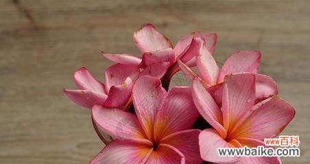 探寻橄榄花的神秘力量 橄榄花的传说与象征意义