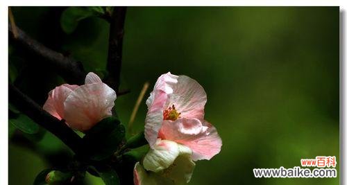 探寻橄榄花的神秘力量 橄榄花的传说与象征意义