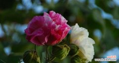 传承的花语与文化底蕴 芙蓉花