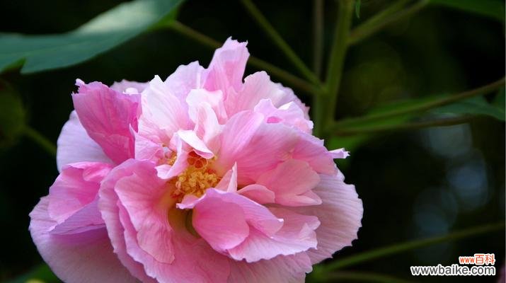 解读木芙蓉花的象征意义 木芙蓉花的花语与寓意