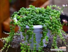 福气常在 佛珠吊兰的福气之道