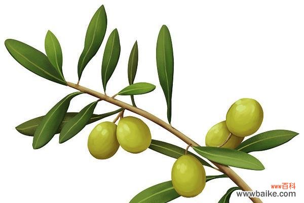揭秘橄榄枝的神奇力量 橄榄枝的象征意义