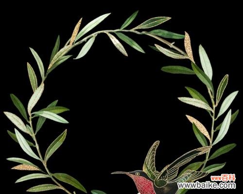 揭秘橄榄枝的神奇力量 橄榄枝的象征意义