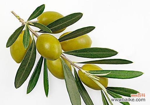 揭秘橄榄枝的神奇力量 橄榄枝的象征意义