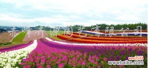 探寻花海中的生命之美 高雪轮的花语与美丽传承