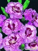 探寻花海中的生命之美 高雪轮的花语与美丽传承