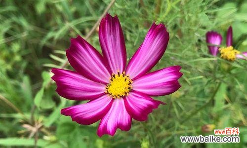 传递美丽与勇气的格桑花之旅 格桑花——坚韧与希望的象征