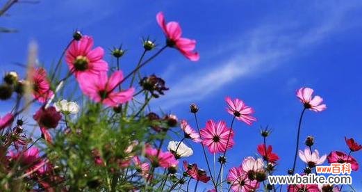 高原明珠 格桑花