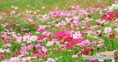 格桑花花语与寓意解析 格桑花