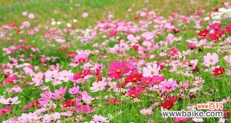 格桑花花语与寓意解析 格桑花