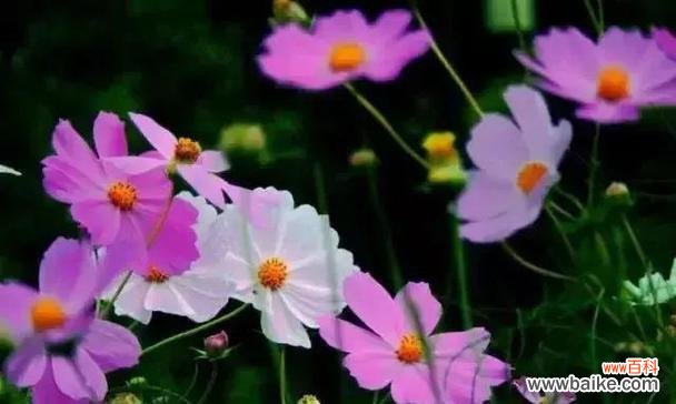 格桑花花语与寓意解析 格桑花