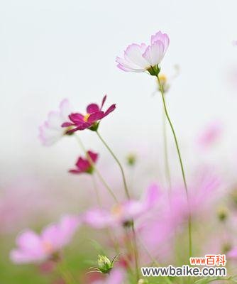 格桑花花语与寓意解析 格桑花