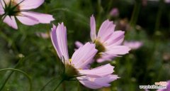 探寻格桑花的意义与象征 格桑花