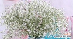 用满天星传递幸福与希望 满天星花语