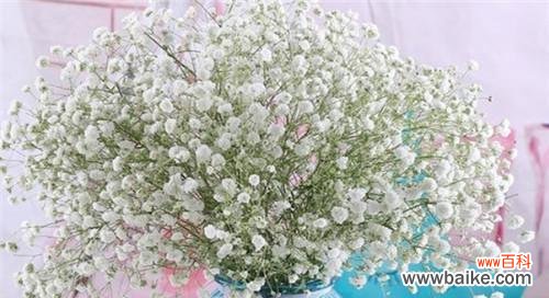 用满天星传递幸福与希望 满天星花语