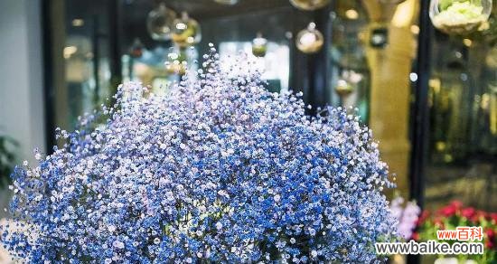 用满天星传递幸福与希望 满天星花语