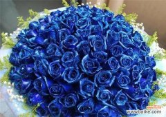 从纯洁到热情 各色玫瑰花的寓意与花语