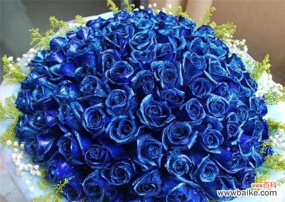 从纯洁到热情 各色玫瑰花的寓意与花语