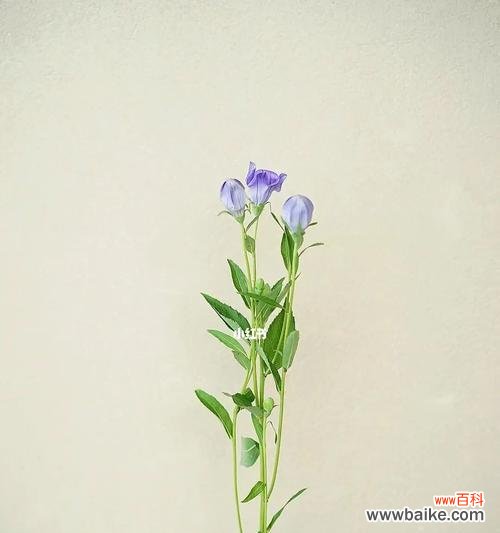 用花语诠释桔梗的丰富内涵 缤纷桔梗花语