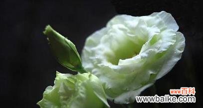 用花语诠释桔梗的丰富内涵 缤纷桔梗花语