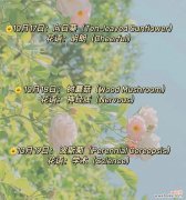 绣球花花语解读及象征意义 绣球花的花语