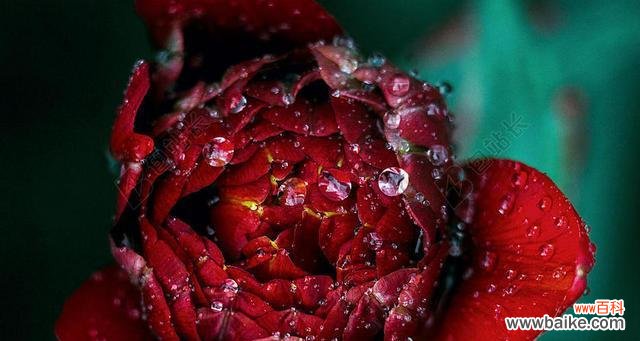 激情与爱的象征 红色丁香花的花语与象征