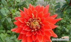 激情与爱的象征 红色丁香花的花语与象征