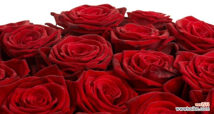 激情与爱的象征 红色丁香花的花语与象征