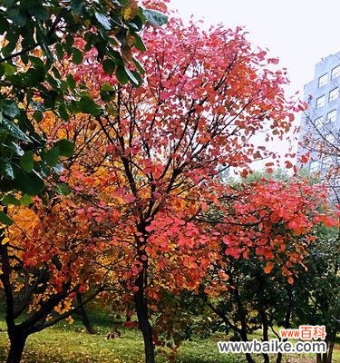 秋天的红枫 红枫花语