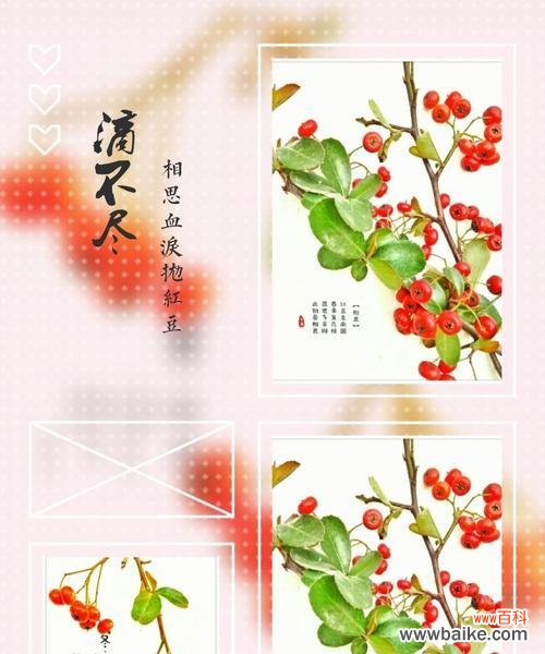 红豆的象征意义与爱情寓意 红豆寄托爱情情感