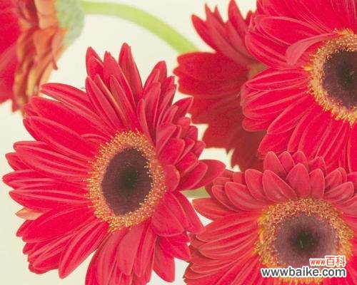 一朵红豆 红豆开花的寓意与花语