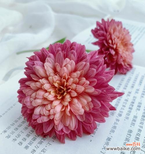 揭示红色雏菊的含义和象征 红色雏菊的花语和寓意