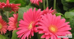 揭示红色雏菊的含义和象征 红色雏菊的花语和寓意