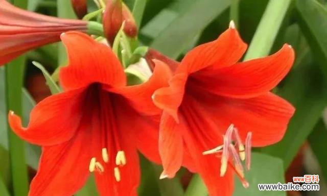 红色百合花的祝福之语 红色百合花的花语与寓意