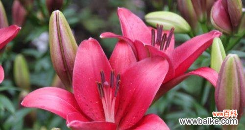 红色百合花的祝福之语 红色百合花的花语与寓意