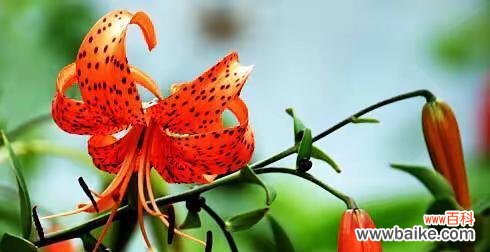 红色百合花的祝福之语 红色百合花的花语与寓意