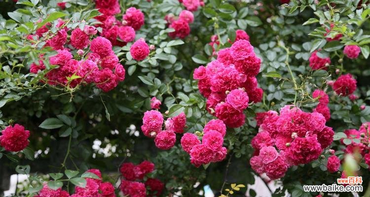 红蔷薇花语的深意与传达 红蔷薇花语与其代表意义