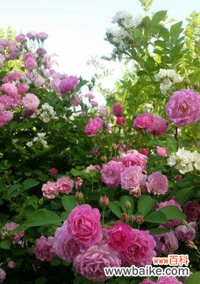 红蔷薇花语的深意与传达 红蔷薇花语与其代表意义