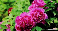 探寻红牡丹的文化内涵与美学价值 红牡丹的象征意义与寓意